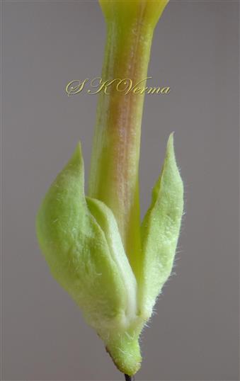  Calyx and Corolla tube